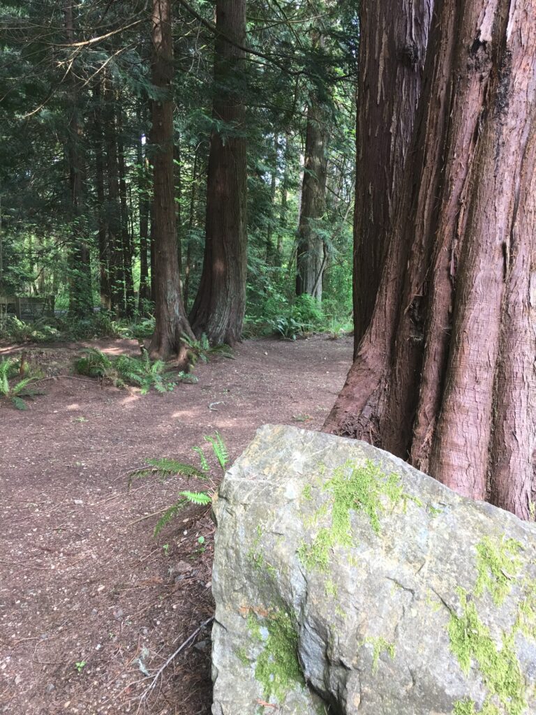 Pacific Northwest forest trail!