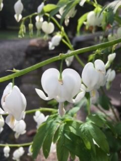 Shelton Bleeding hearts