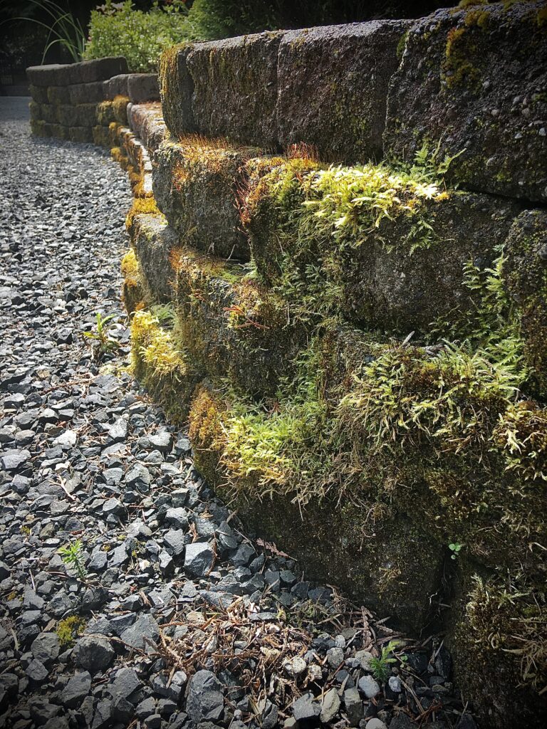 Shelton, Washington, Pacific northwest moss.