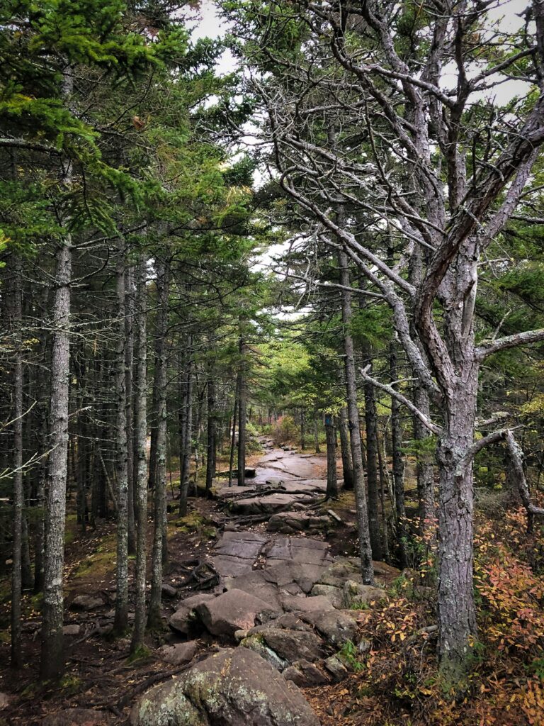 Hiking trail in Acadia National Park, Bar Harbor, Maine. 