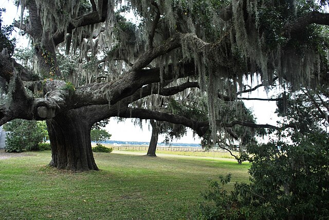 Marshland in Beaufort County, South Carolina.