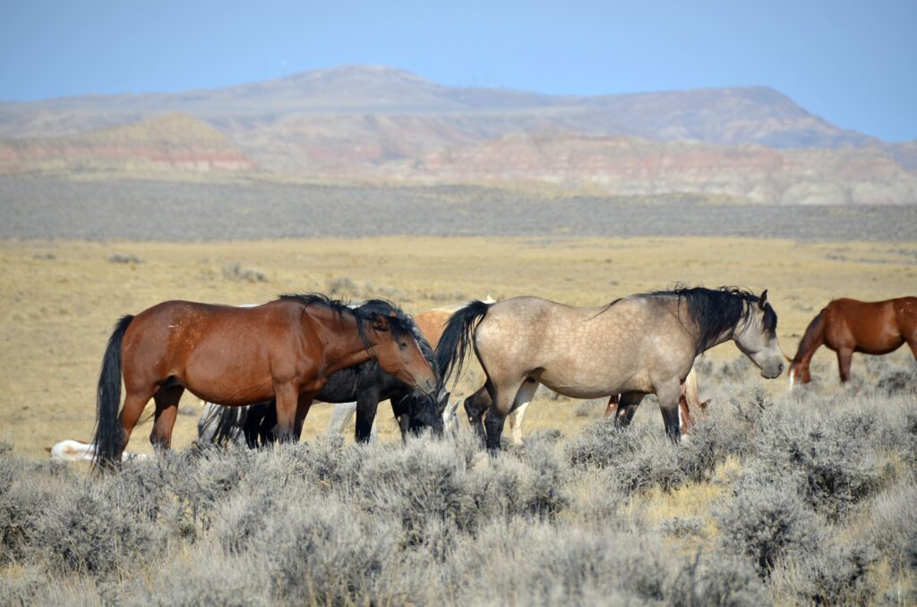 Wild Mustangs near Cody, Wyoming