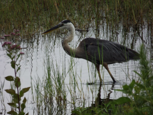 Blue Heron near Winter Haven Regional Airport