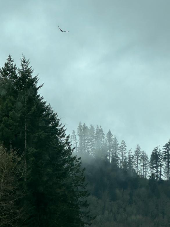 Typical floating fog near the Dalles east of Mount Hood.